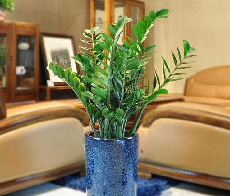 告诉你什么绿植放在客厅 既美观寓意又好